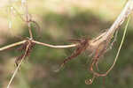 Carolina grasswort